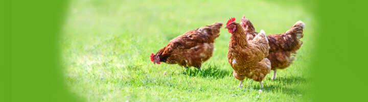 huehnerhaltung kategorieeinstiegsbanner
